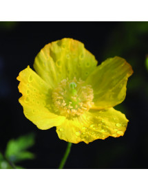 Meconopsis cambrica (1lt)