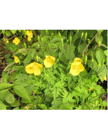Meconopsis cambrica (0.8lt)