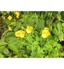 Meconopsis cambrica (0.8lt)
