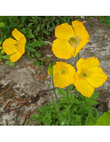 Meconopsis cambrica (0.8lt)