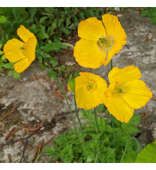 Meconopsis cambrica (0.8lt)