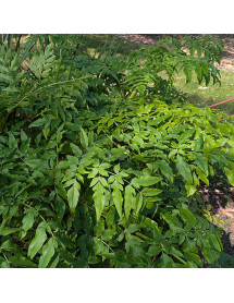 Melanoselinum decipiens  (1.5lt)