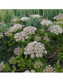 Melanoselinum decipiens (1.5lt) Melanoselinum decipiens (1.5lt)