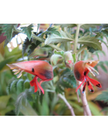 Melianthus major (5lt) Melianthus major (5lt)