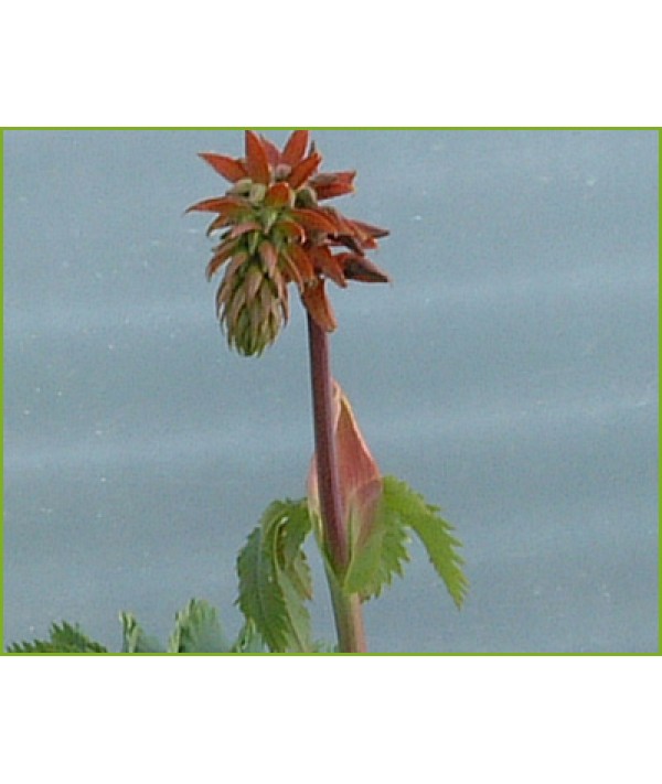 Melianthus major (1.5lt)