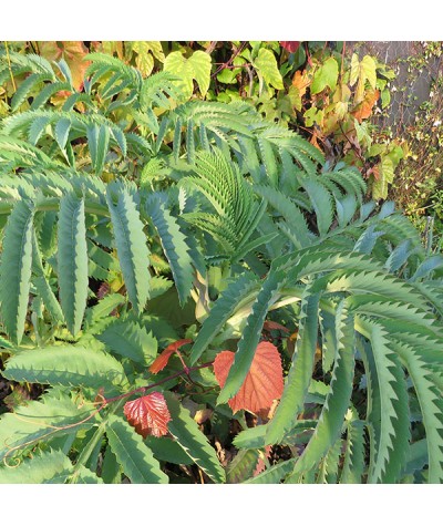 Melianthus major (2lt)