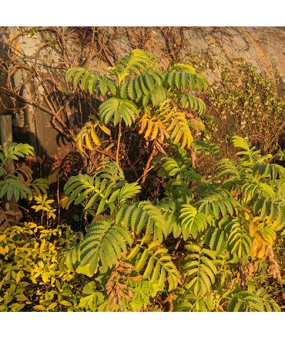 Melianthus major (2lt)