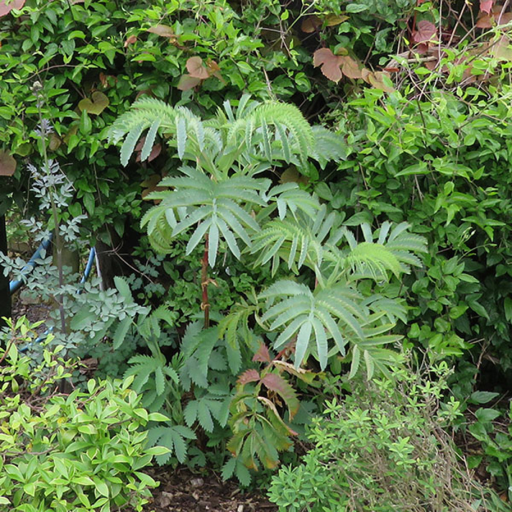 Melianthus major (2lt)