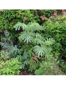 Melianthus major (2lt)
