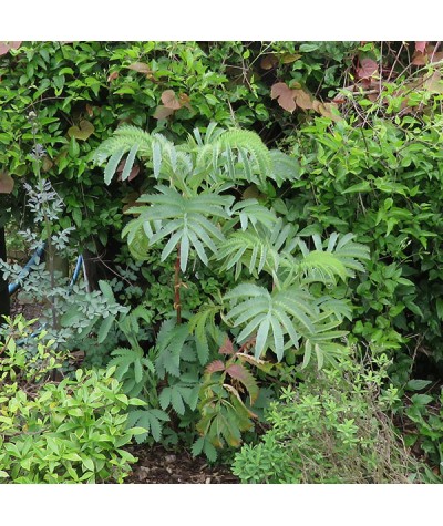 Melianthus major (2lt)