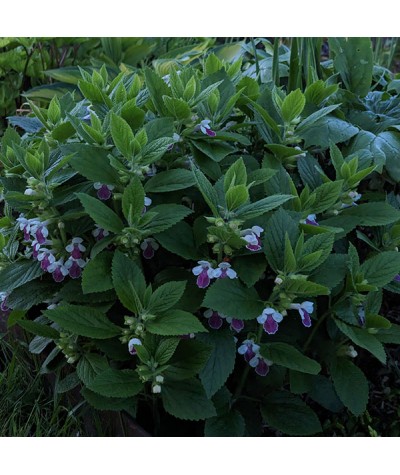 Melittis melissophyllum Royal Velvet Distinction (3lt)