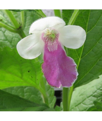 Melittis melissophyllum Royal Velvet Distinction (3lt)