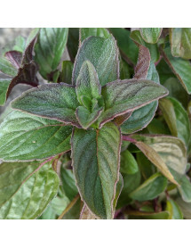 Mentha x piperita Citrata (Lemon Mint)  (9cm)