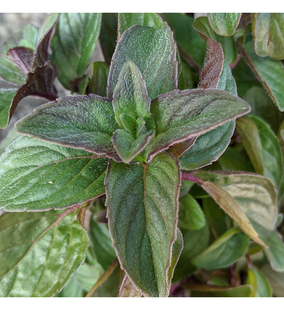 Mentha x piperita Citrata (Lemon Mint)  (9cm)