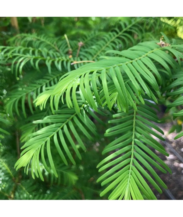 Metasequoia glyptostroboides (17lt)