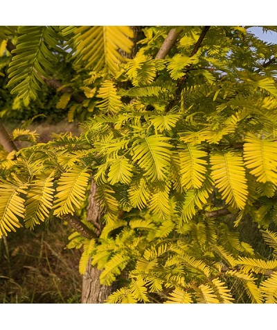 Metasequoia glyptostroboides Gold Rush (13.5lt)