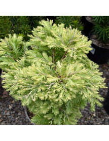 Metasequoia glyptostroboides Schirrmann's Nordlicht (5lt)