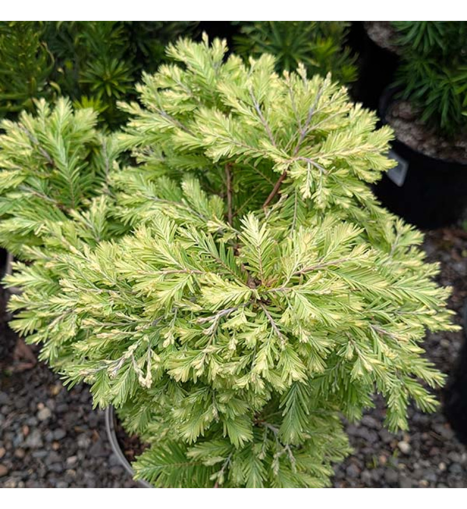 Metasequoia glyptostroboides Schirrmann's Nordlicht (5lt)