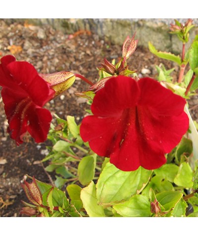 Mimulus cupreus Red Emperor (1lt)