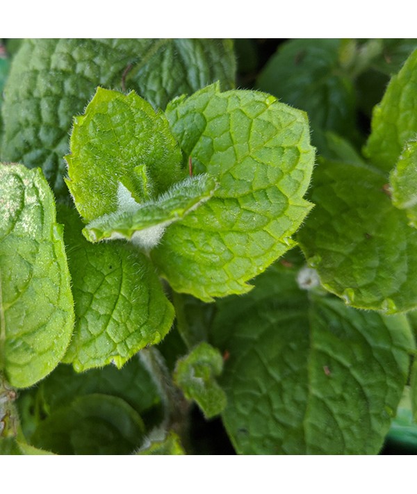 Mentha suaveolens (apple mint) (9cm)