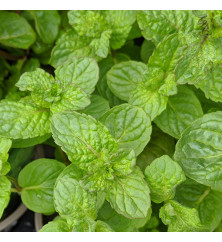 Mentha spicata Mojito (Mint) (1lt) Mentha spicata Mojito (Mint) (1lt)
