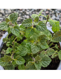 Mentha spicata Strawberry (Mint) (1lt)