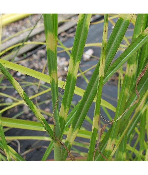 Miscanthus sinensis Little Dots (1.5lt)