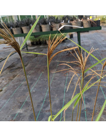 Miscanthus nepalensis (3lt)