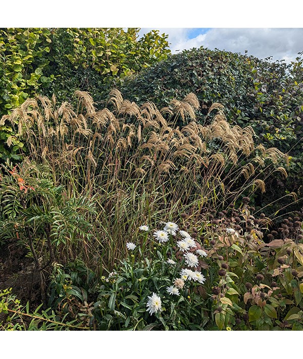 Miscanthus nepalensis (1.5lt)