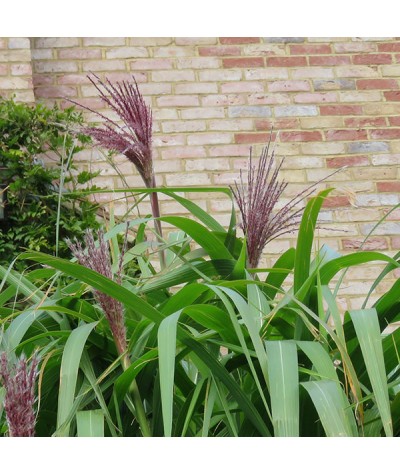 Miscanthus sacchariflorus (2lt)