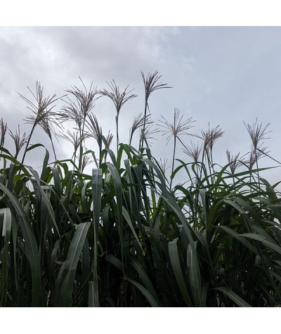 Miscanthus sacchariflorus (2lt)