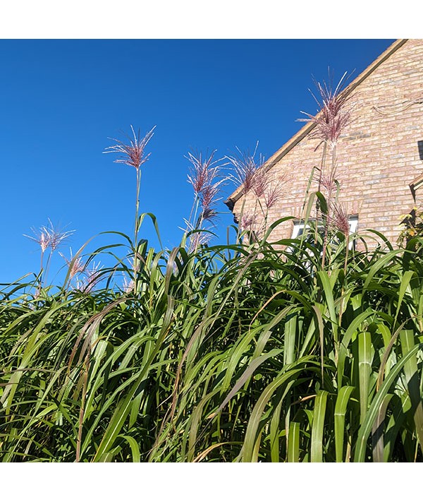 Miscanthus sacchariflorus (3lt)