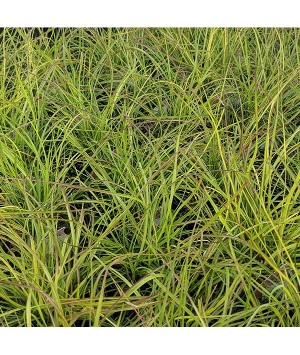 Miscanthus sinensis Cute One (2lt)