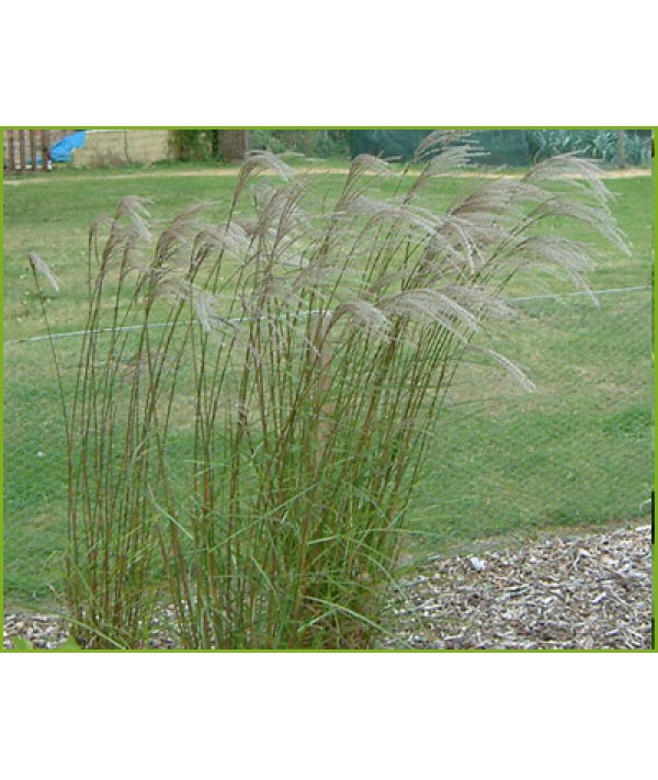 Miscanthus sinensis Flamingo (3lt)