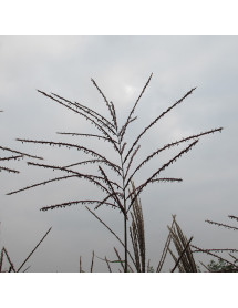 Miscanthus sinensis Malepartus (1.5lt)
