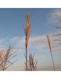 Miscanthus sinensis Malepartus (2lt)