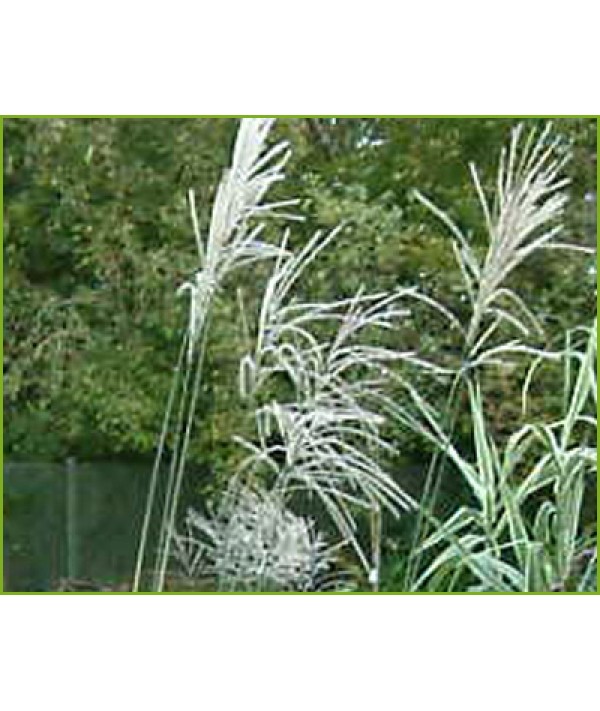 Miscanthus sinensis Silver Feather (Silberfeder) (2lt)