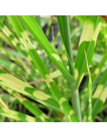 Miscanthus sinensis Strictus (1.5lt)