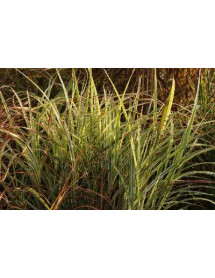 Miscanthus sinensis Variegatus (1.5lt)