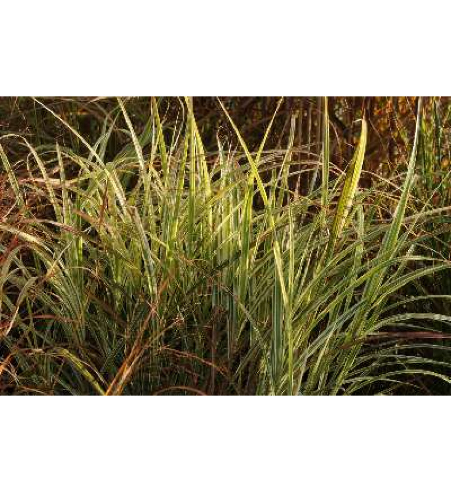 Miscanthus sinensis Variegatus (1.5lt)