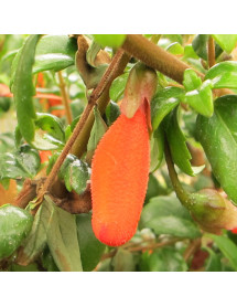 Mitraria coccinea Lago Puyehue (3lt) Mitraria coccinea Lago Puyehue (3lt)