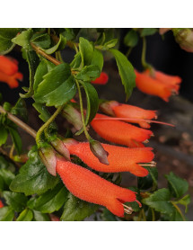 Mitraria coccinea Lago Puyehue (3lt)