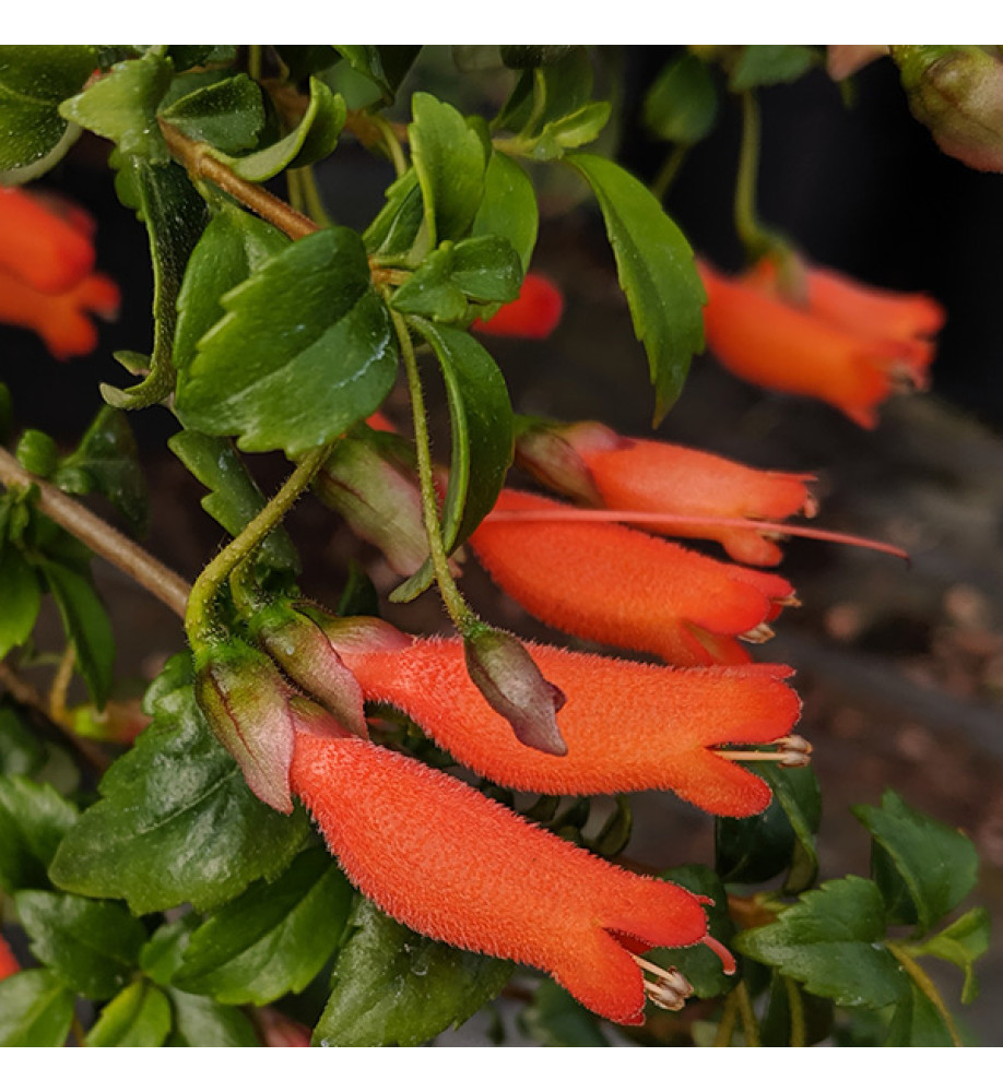 Mitraria coccinea Lago Puyehue (3lt)