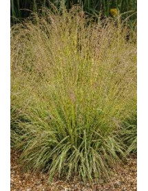 Molinia caerula Variegata (2lt) Molinia caerula Variegata (2lt)