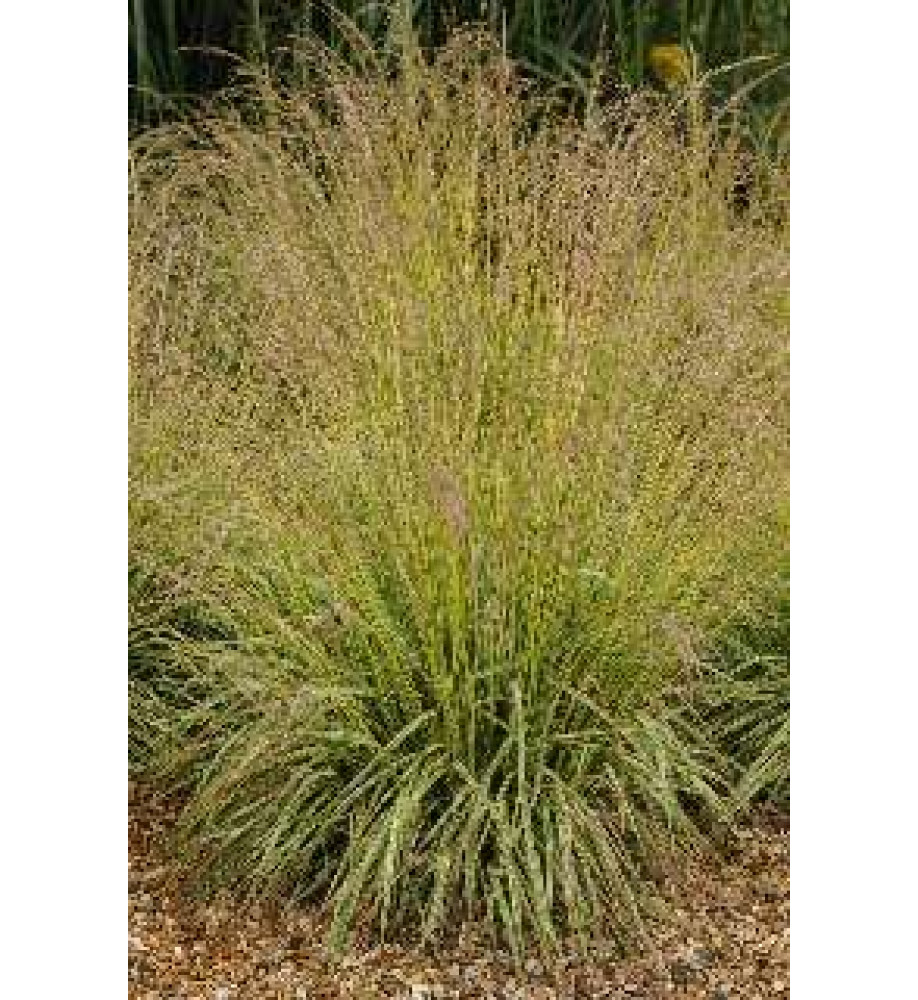 Molinia caerula Variegata (2lt)