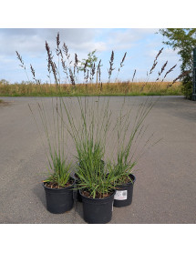 Molinia caerula Edith Dudszus (2lt)