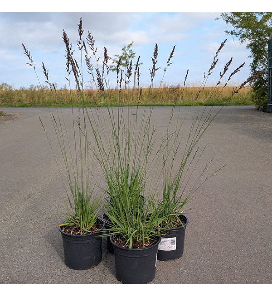 Molinia caerula Edith Dudszus (2lt)