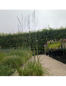 Molinia caerula arundinacea Windspiel (1.5lt)