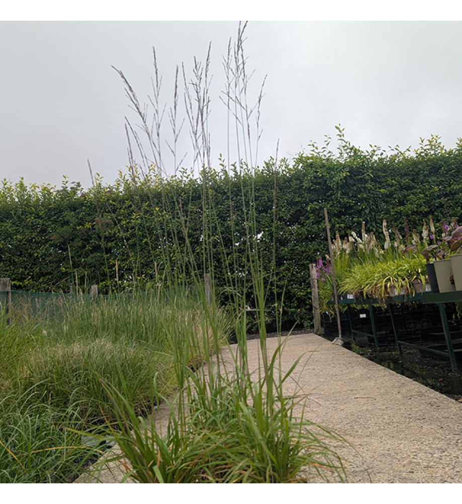 Molinia caerula arundinacea Windspiel (1.5lt)