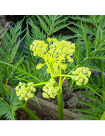 Molopospermum peloponnesiacum (1.5lt)